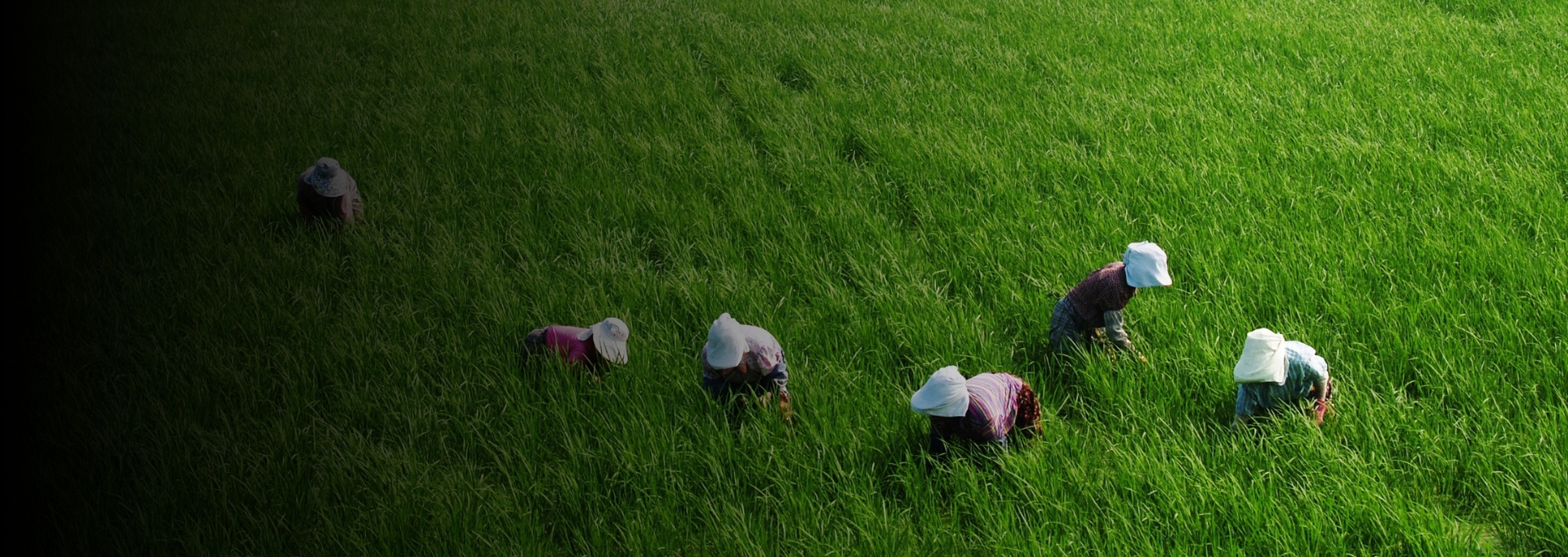 Agriculture Industry Solutions