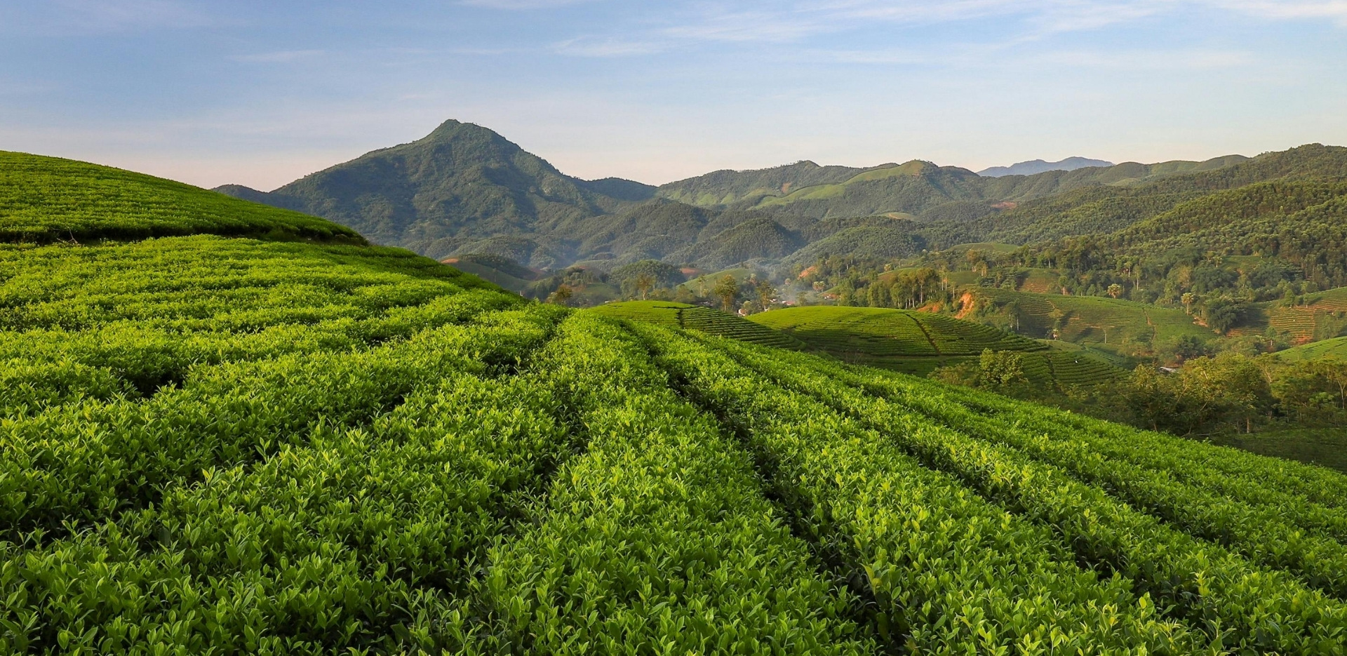 Agriculture and Allied Services