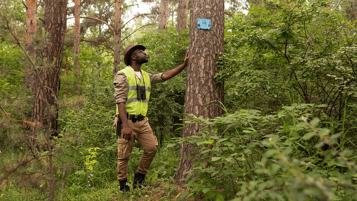 Transforming Timber Trade with Digital Traceability