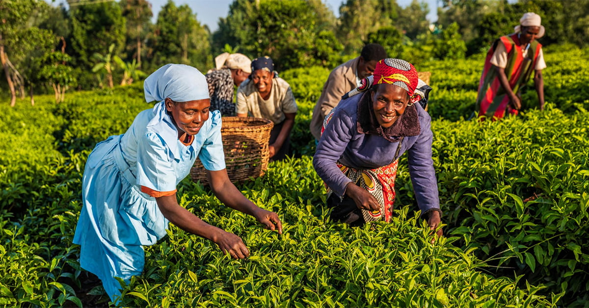Integrated Tea Trading Systems in Africa: Digitizing the Future of Tea Trade
