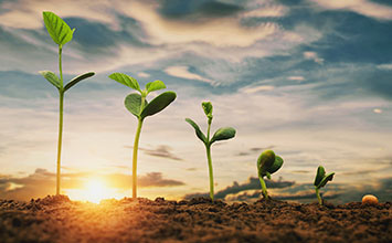 Seed Certification System Kenya